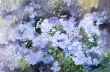 Fiori di plumbago    54 x 36 cm (d)